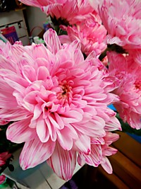 Хризантема 