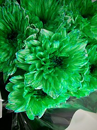 Хризантема зеленая