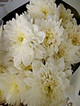 Хризантема белая