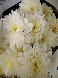 Хризантема белая